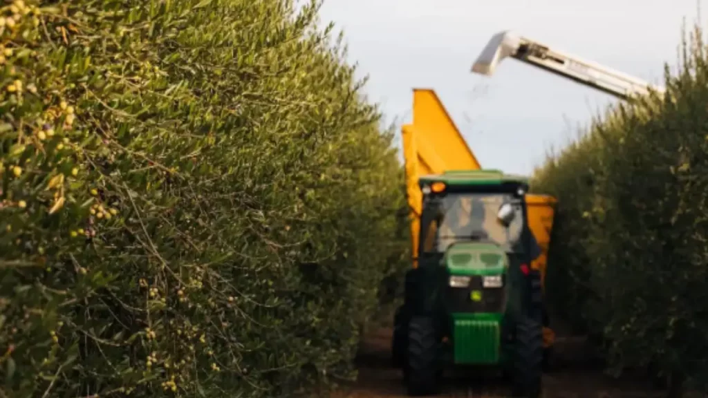 aceite de oliva español 