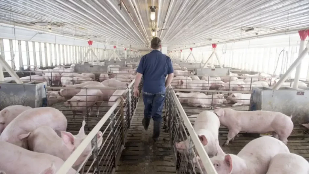 China impone aranceles al cerdo español 