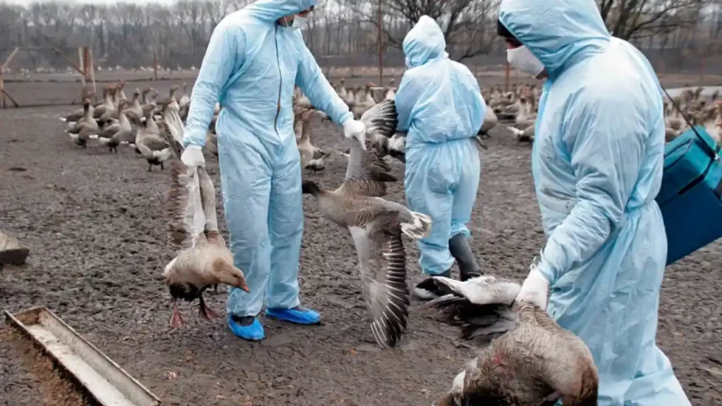 La gripe aviar se expande en España