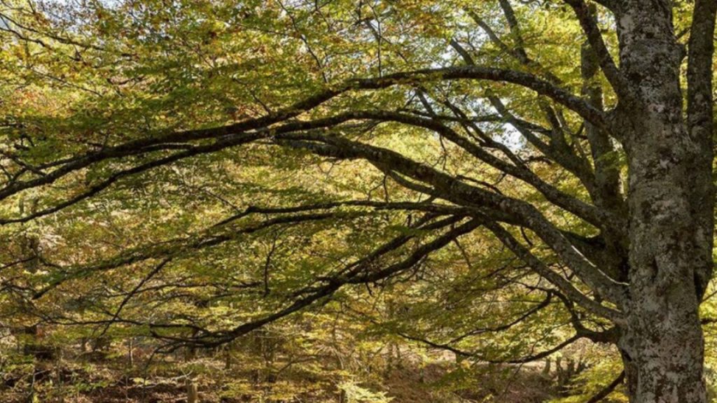 El Hayedo de Montejo, Patrimonio Mundial por la UNESCO, enfrenta el reto de equilibrar su conservación con el acceso público. Este bosque único de la Sierra Norte de Madrid limita las visitas para proteger su frágil ecosistema y preservar su biodiversidad.