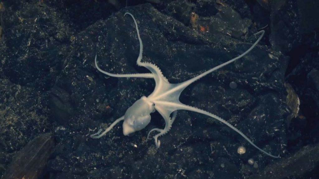 La minería submarina surge como alternativa para la transición verde, pero amenaza ecosistemas marinos y plantea dilemas éticos y ambientales.