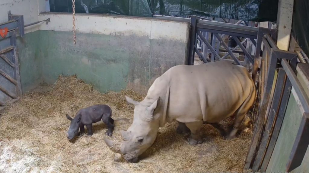 BIOPARC Valencia celebra el primer nacimiento de un rinoceronte