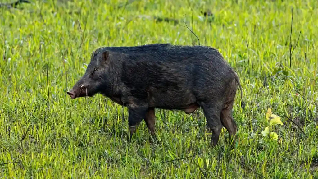 Brote de peste porcina africana en Cataluña