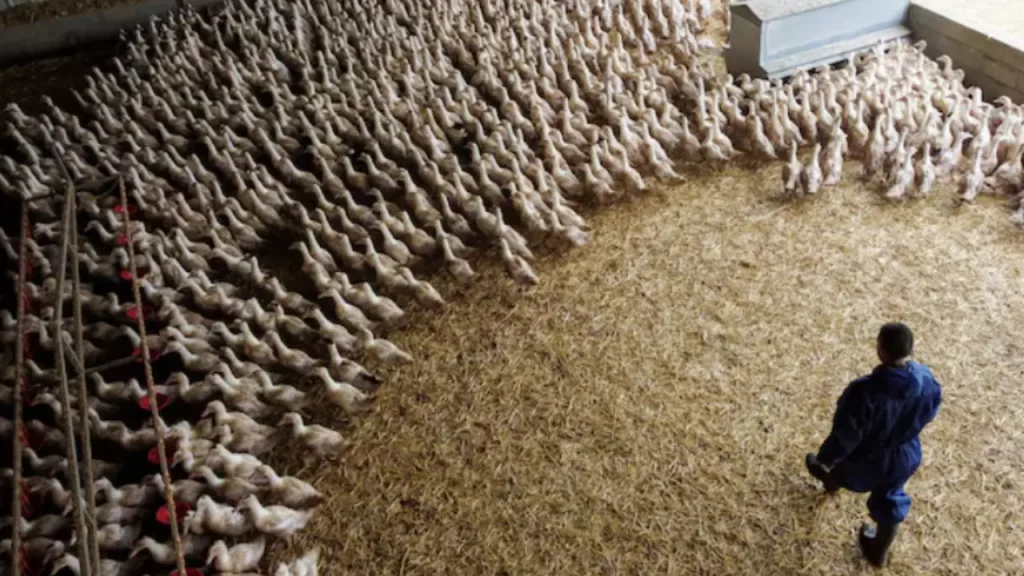 Riesgo real de pandemia por gripe aviar