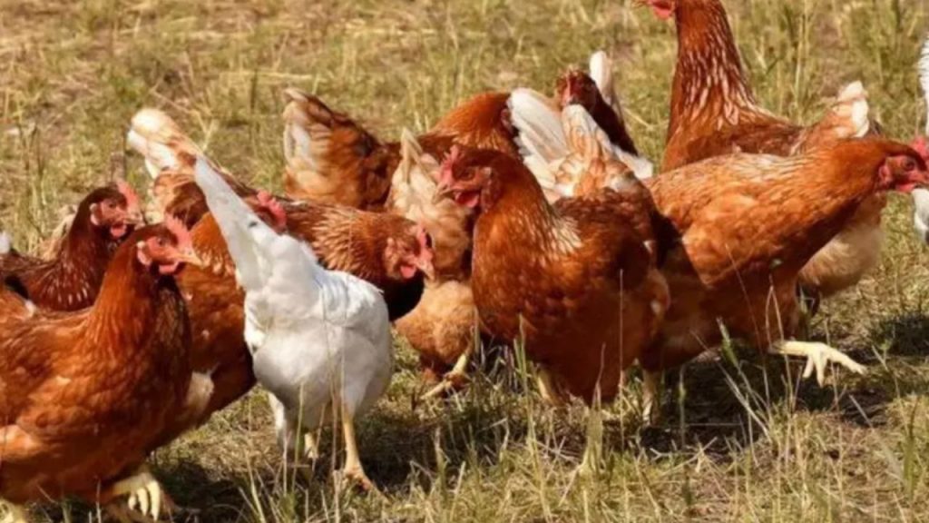 El Gobierno impone el confinamiento de aves de corral para prevenir la gripe aviar. La medida afecta a granjas ecológicas y plantea dudas sobre su impacto real y posibles fines de control político.