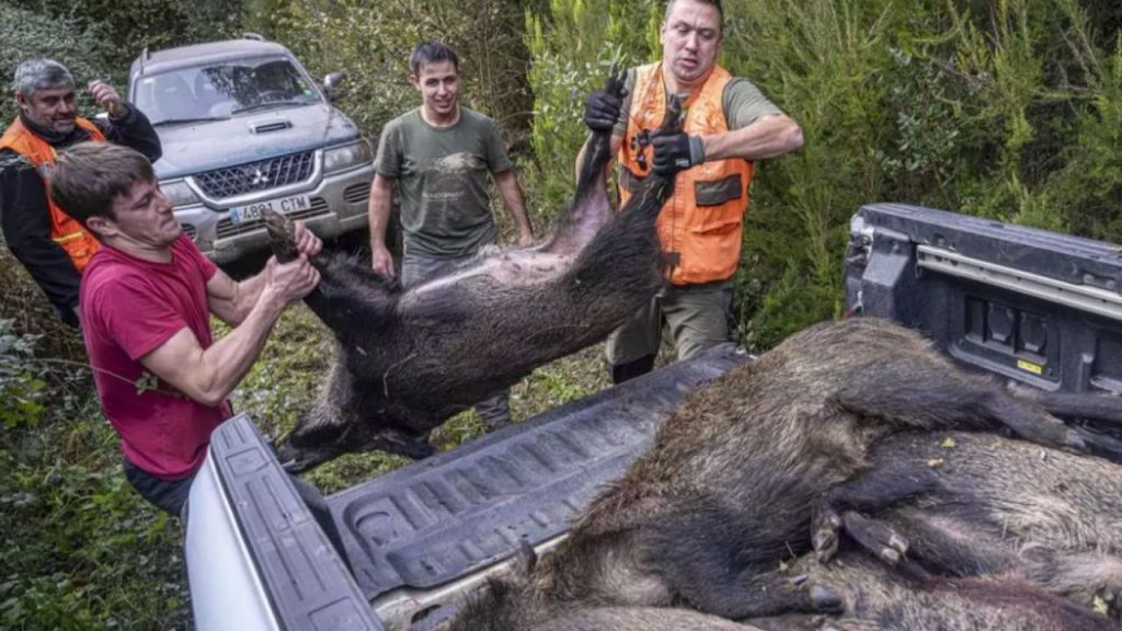 La peste porcina africana causa la muerte de 10 jabalíes más en Cerdanyola, elevando el total a 26 y generando preocupación en ganaderos.