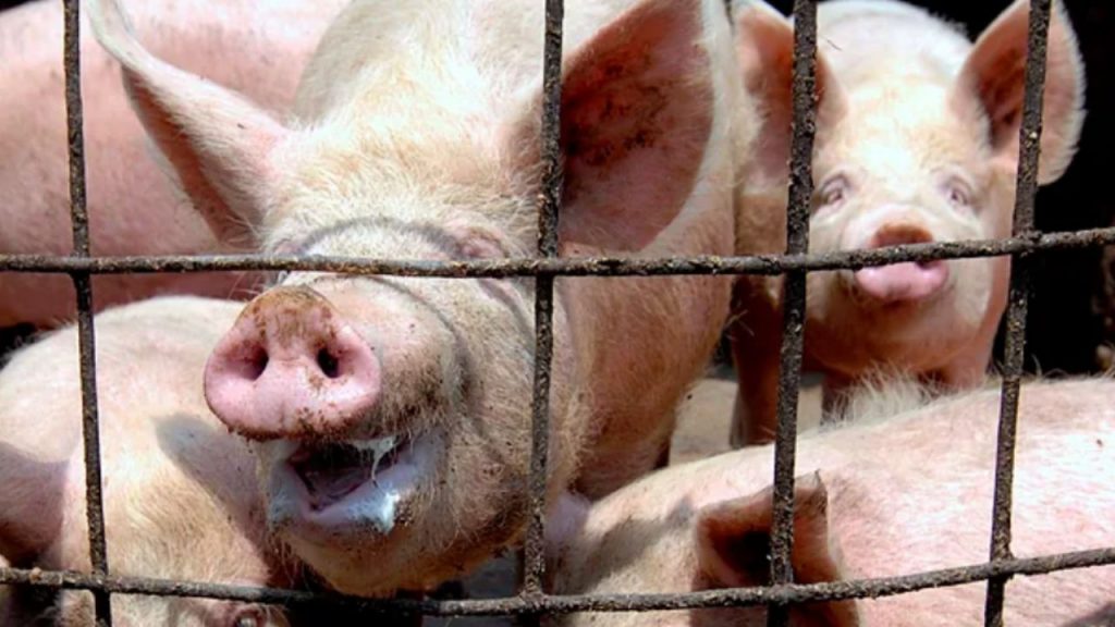 El primer brote de peste porcina africana desde 1994 en Cataluña activa restricciones y alarma al sector porcino. Con exportaciones bloqueadas y países como México y Taiwán suspendiendo importaciones, el impacto económico podría ser significativo para España.