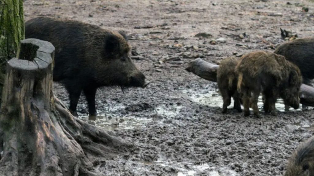 El Gobierno crea un comité científico para asesorar y coordinar la respuesta al brote de peste porcina africana detectado en Cerdanyola del Vallés. Con 13 jabalíes muertos y un fuerte impacto en el sector ganadero, el organismo trabajará junto a las comunidades autónomas para frenar la enfermedad y evitar su expansión. El ministro Luis Planas se reunirá con organizaciones agrarias ante la caída del precio del cerdo y las restricciones de países como China y Japón. España denuncia la falta de transparencia de Rusia, Ucrania y Bielorrusia, lo que complica la evaluación del riesgo en Europa.