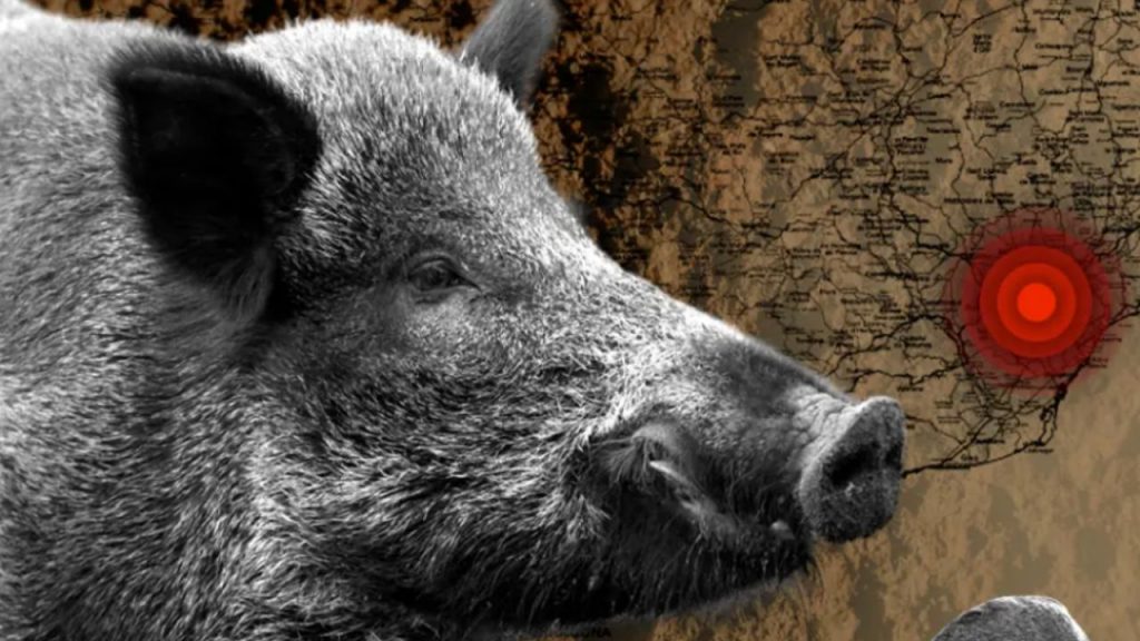 Sánchez pide prudencia ante la peste porcina en Cataluña y promete apoyo total al sector mientras Japón suspende importaciones de cerdo español.